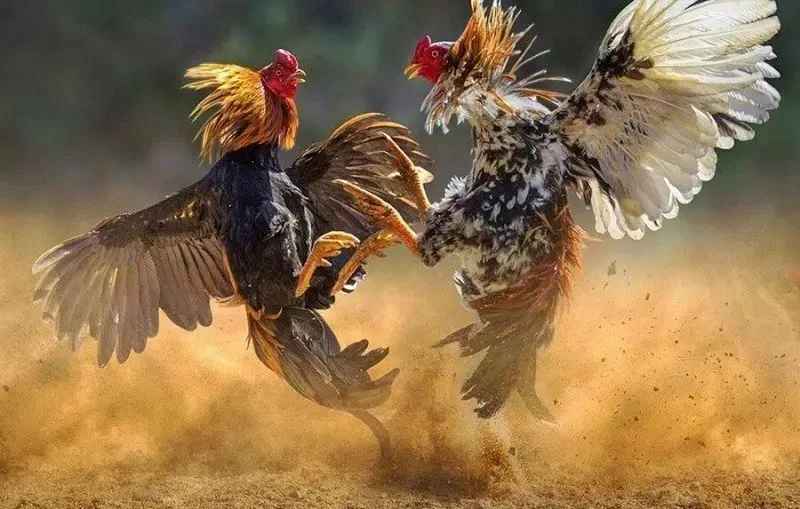 Đá gà C3 Thomo - Khái niệm