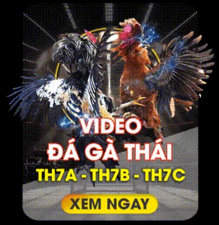 Đá gà 2